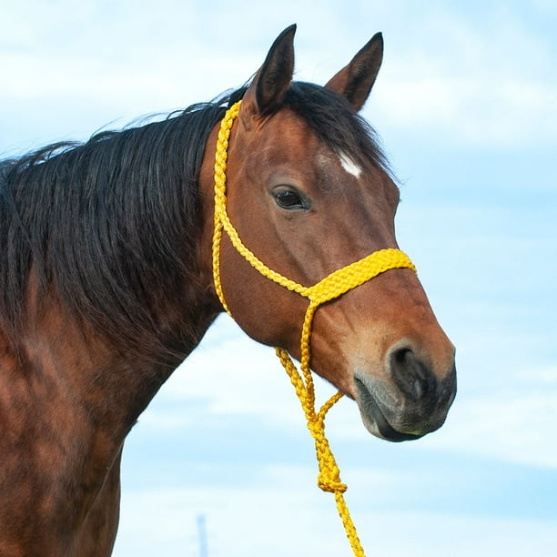 Black Muletape w yellow rope noseband